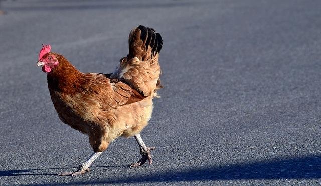 Descubre el Misterio de la Carretera del Pollo en España en línea oficialmente in Spain